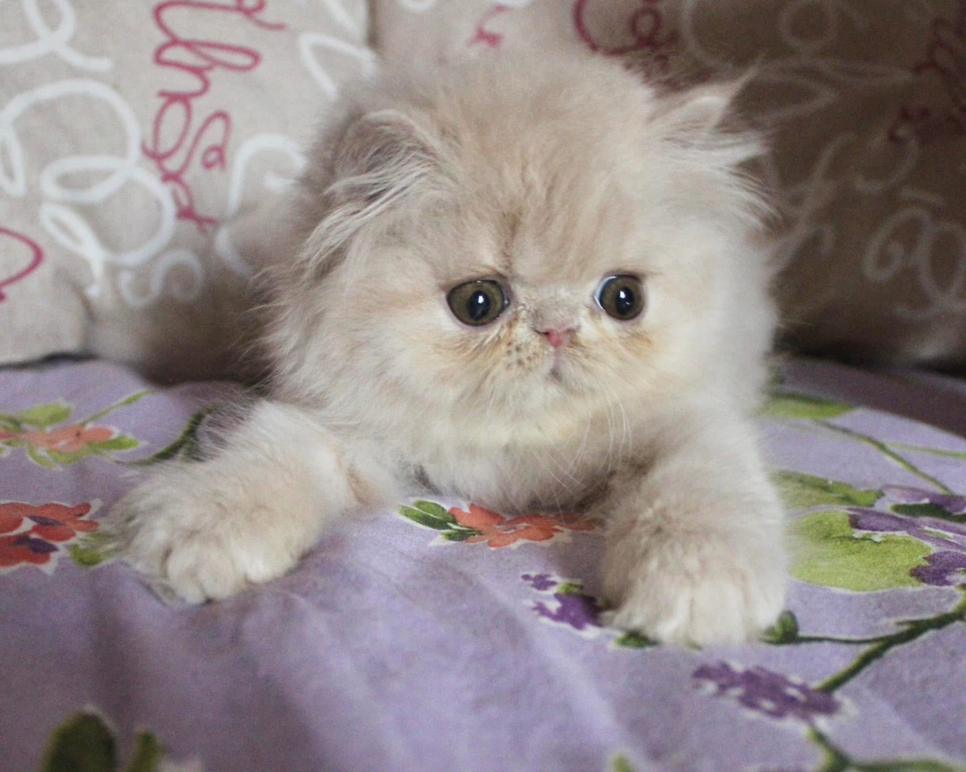 Sguardi Dolci Limpid Dream