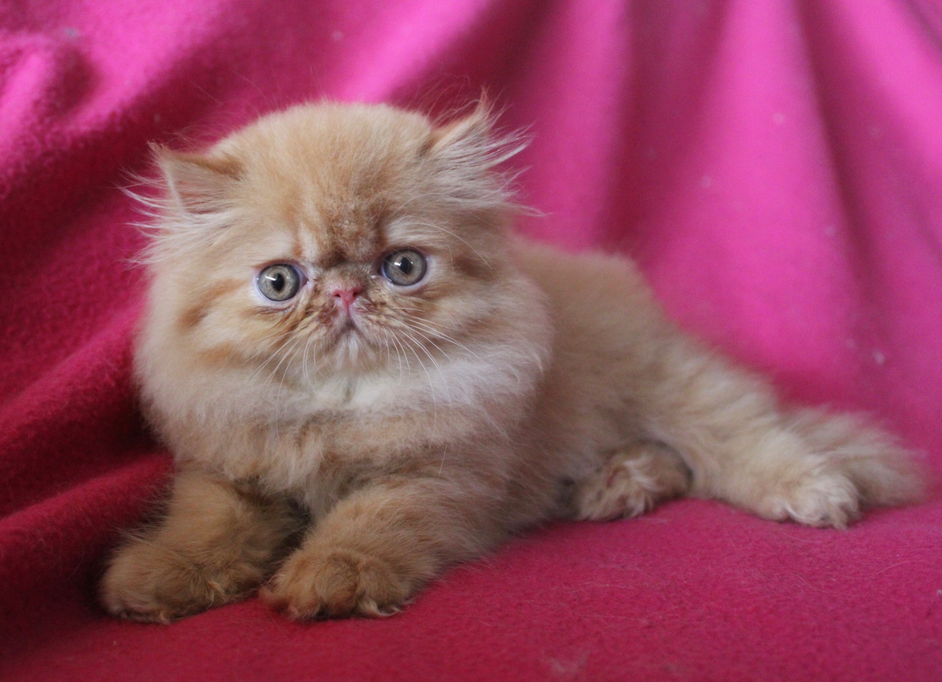 Sguardi Dolci La belle epoque