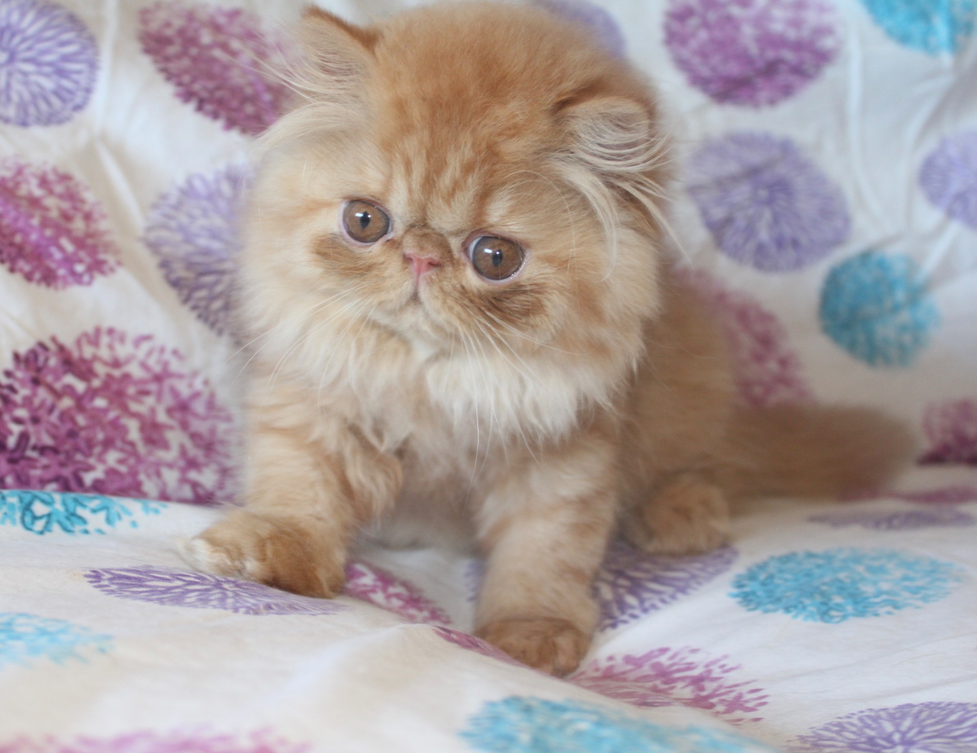 Sguardi Dolci L. Van Beethoven 